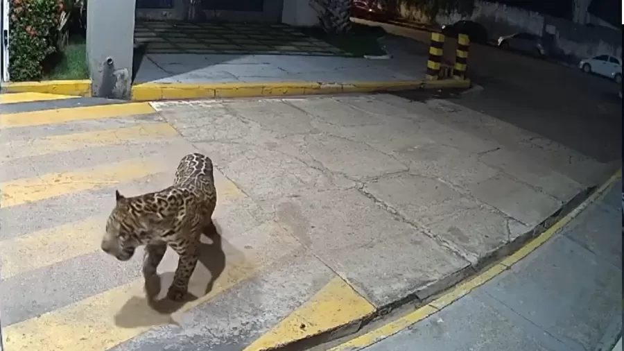 UMA ONÇA NO QUINTAL