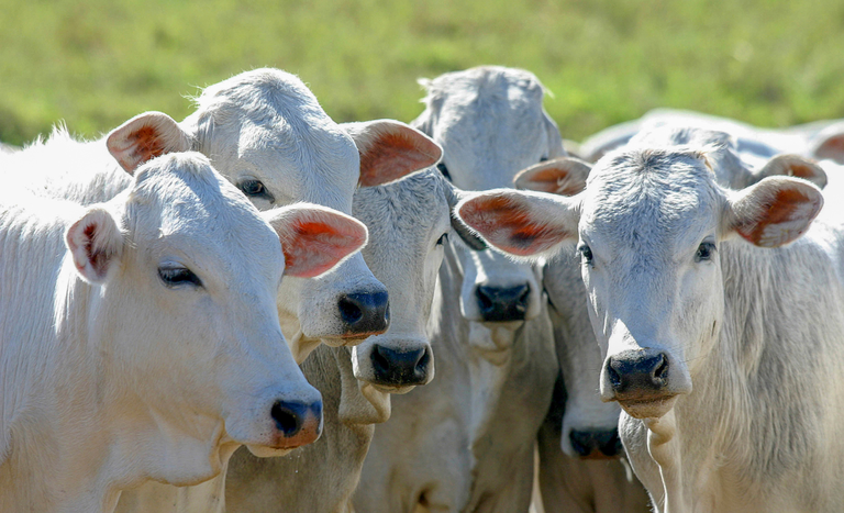 CMN amplia crédito rural para genética animal e reforça pecuária de baixo carbono
