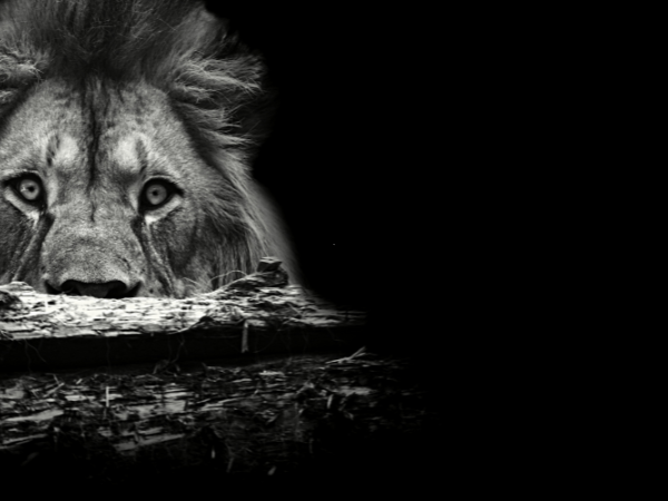 Imposto de Renda 2026: como se preparar para declarar o IRPF sem erros