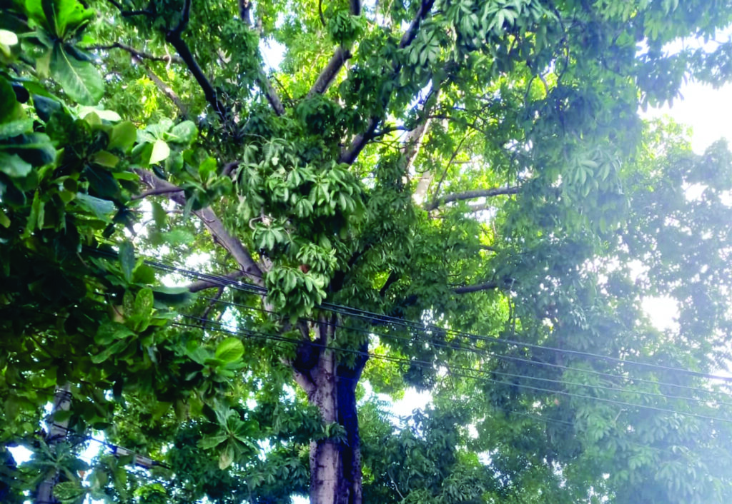 O PÉ DE SAMAÚMA DA CIDADE