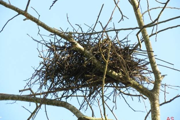A GUERRA DOS PASSARINHOS