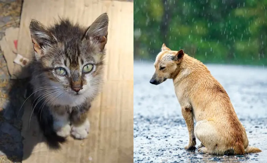 MENDIGOS DE QUATRO PATAS