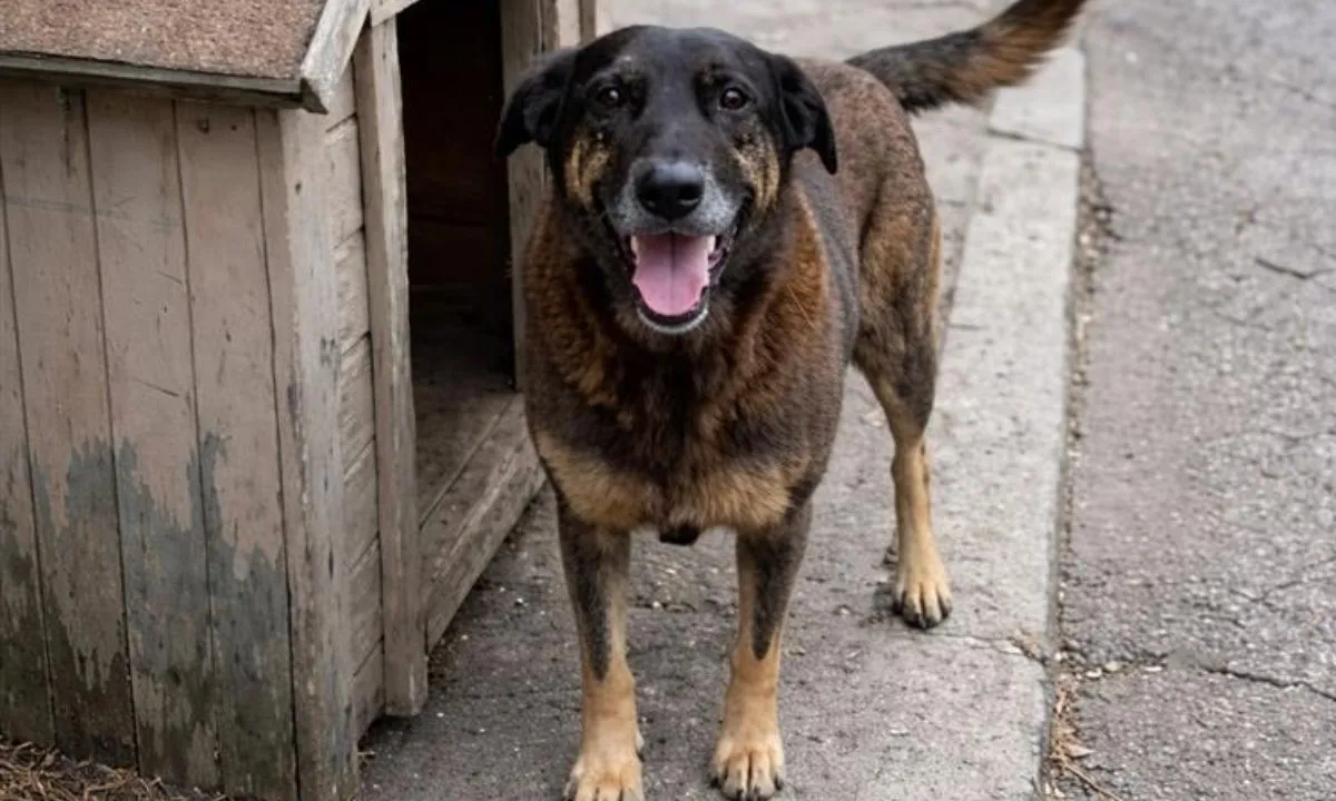 O TRISTE CASO DO CACHORRO ORELHA