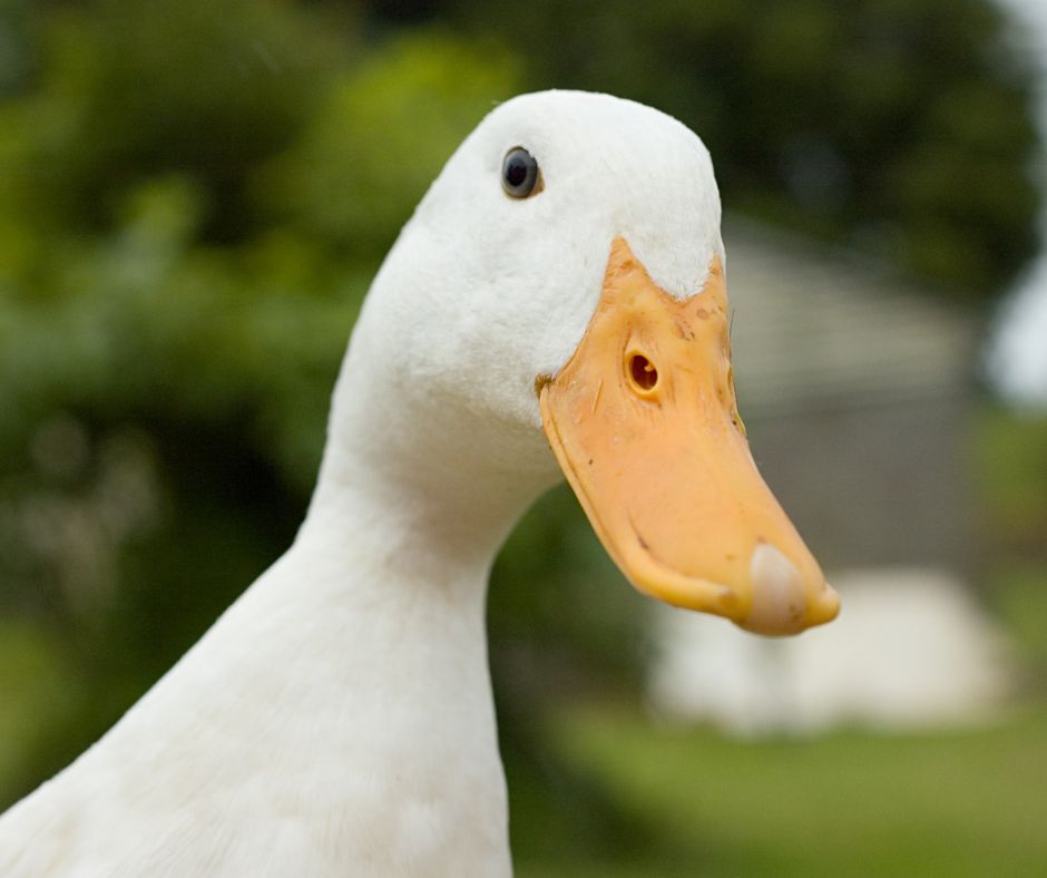 O MUNDO É QUEM PAGA O PATO