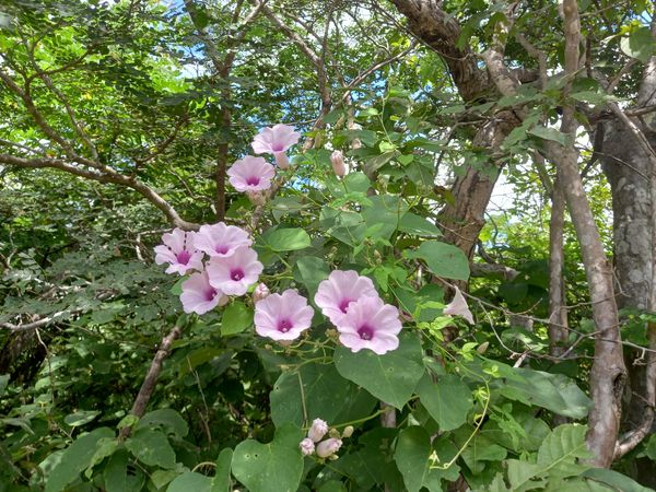 O SERTÃO ENQUANTO ÉDEN