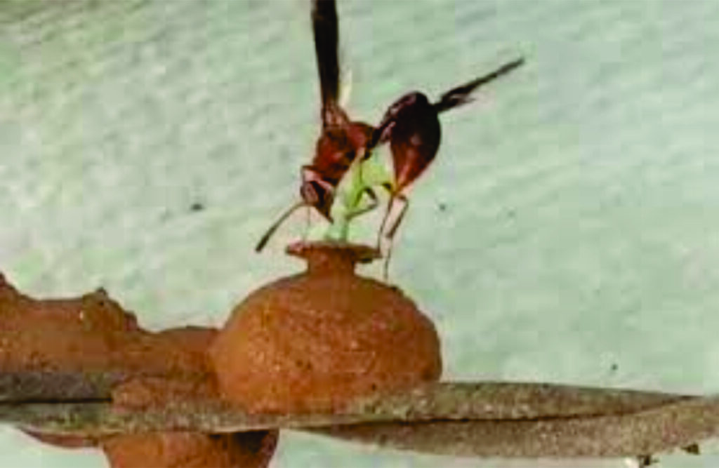 UM CERAMISTA NOTÁVEL