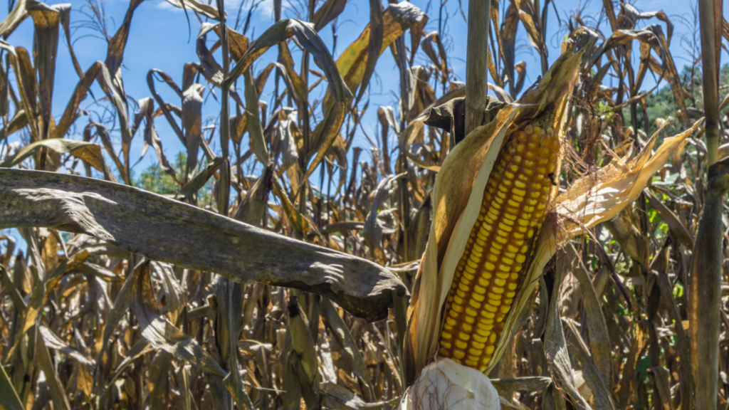 Senado aprova projeto que amplia cobertura do Garantia-Safra