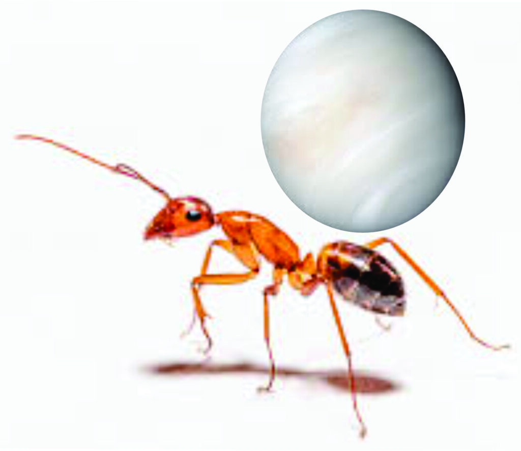 DAS FORMIGAS ÀS ESTRELAS