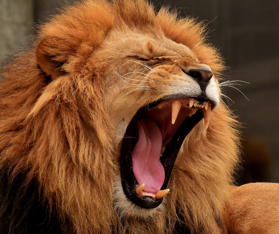 Você sabe quais rendimentos obrigam o pagamento do Carnê-Leão?