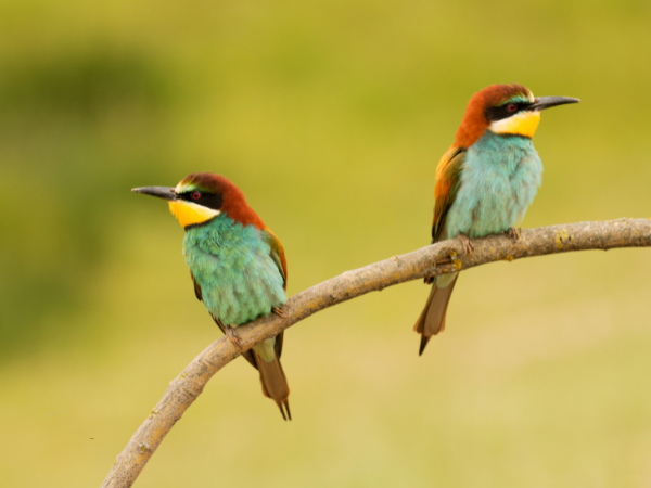 A GUERRA DOS PASSARINHOS