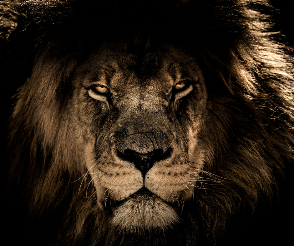 IRPF: como saber se você caiu na malha fina e por que é importante agir rápido