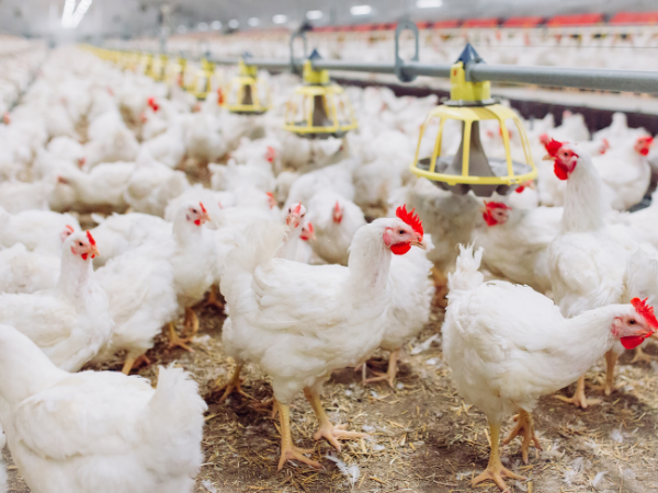 Brasil confirma primeiro caso de gripe aviária em aves comerciais e suspende exportações para a China