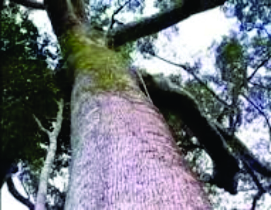 O PÉ DE SUMAÚMA DA CIDADE